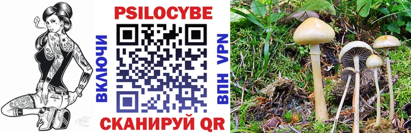 Псилоцибиновые грибы Cubensis  MEGA онион  Бердск 